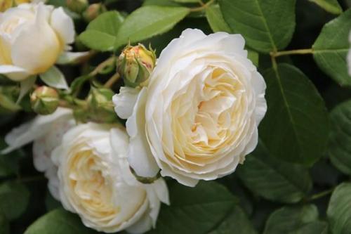 22 лучших вида и сорта роз. ТОП 50 лучших новых сортов роз [god] года с описанием и характеристиками