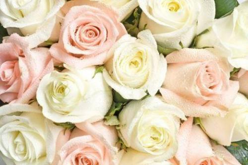 22 лучших вида и сорта роз. ТОП 50 лучших новых сортов роз [god] года с описанием и характеристиками