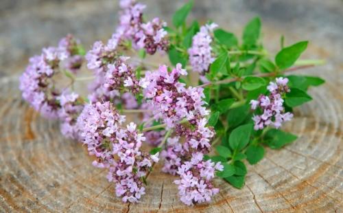 Пряные травы в открытом грунте. 13 многолетних пряностей для открытого грунта