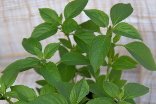 Справочник пряных трав. От базилика до эстрагона. Чем полезны пряные травы и как их выращивать