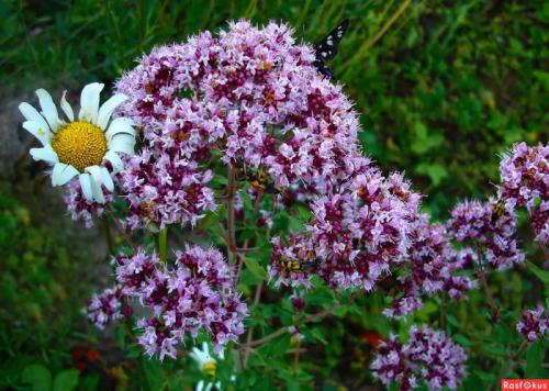 Пряные травы. Что посадить на аптекарской грядке. 25 видов пряных трав на огороде