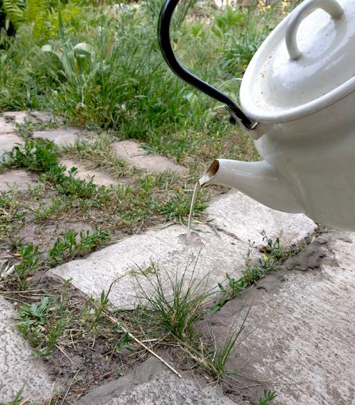 В саду растет трава. Особенности выращивания чайных трав в саду 08