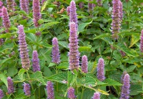 Пряные травы. Что посадить на аптекарской грядке. 25 видов пряных трав на огороде