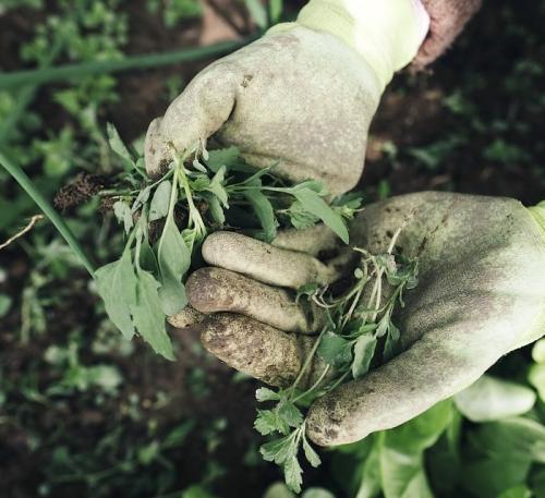 В саду растет трава. Особенности выращивания чайных трав в саду 01