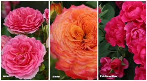 Лучшие сорта роз 2022. Какие розы интересны коллекционерам в 2022 году 02