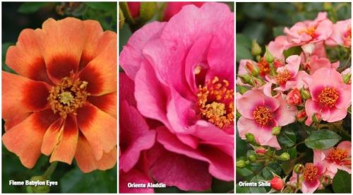 Лучшие сорта роз 2022. Какие розы интересны коллекционерам в 2022 году 03