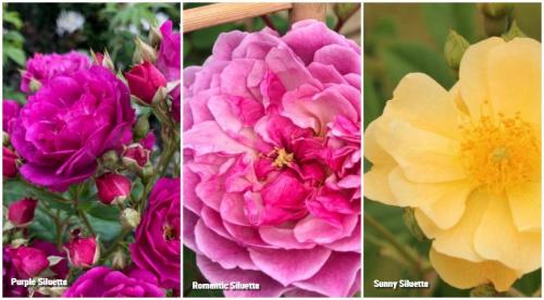 Лучшие сорта роз 2022. Какие розы интересны коллекционерам в 2022 году 01