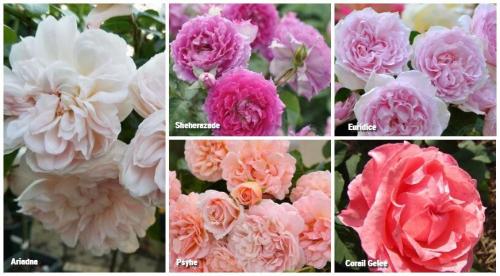 Лучшие сорта роз 2022. Какие розы интересны коллекционерам в 2022 году 05