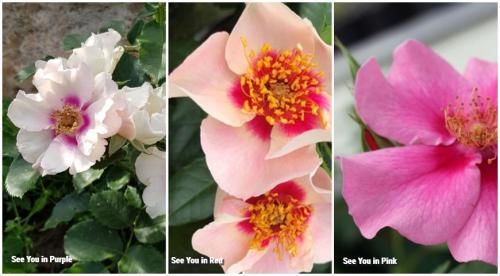 Лучшие сорта роз 2022. Какие розы интересны коллекционерам в 2022 году 04