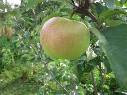 Самые вкусные осенние сорта яблок. Описание лучших садоводов сортов с фото и отзывами