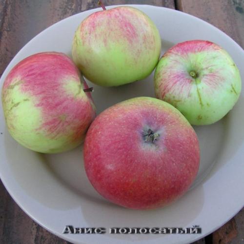 Самые вкусные осенние сорта яблок. Описание лучших садоводов сортов с фото и отзывами