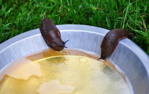 Почему слизни выползают ночью. Методы борьбы со слизнями в домах и подвальных помещениях