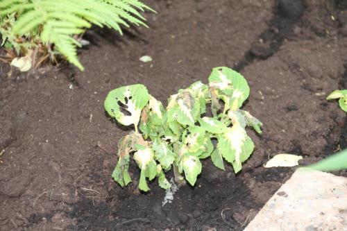 Как избавиться от слизней форум. Слизни и как с ними бороться