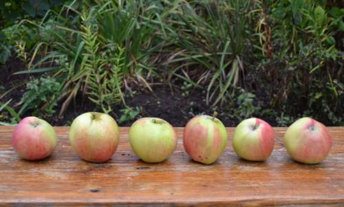 Самые вкусные осенние сорта яблок. Описание лучших садоводов сортов с фото и отзывами