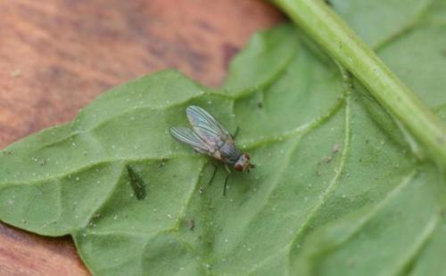 Слизни в доме вред. Опасны ли слизни для здоровья человека