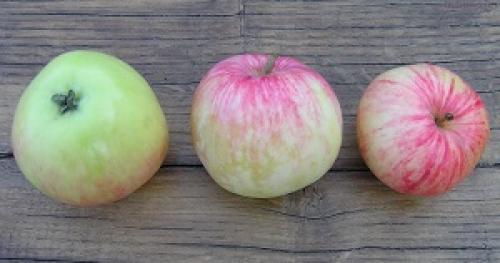 Сорта яблок летние. Различные летние сорта яблонь