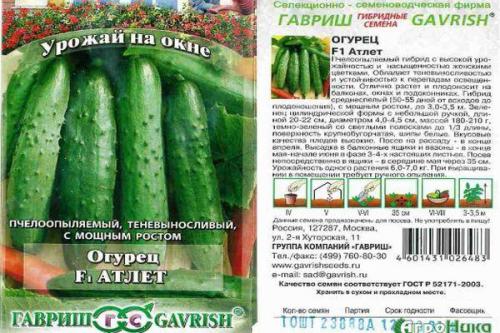 Атлет огурец. Преимущества гибрида