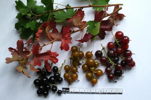 Какие плодовые кустарники наиболее полезны для здоровья. Красиво и полезно. Разбираемся в декоративных плодовых кустарниках