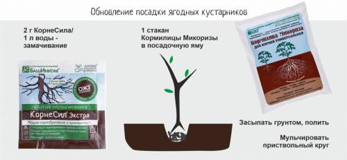 Какие плодовые кустарники наиболее хорошо хранятся после сбора