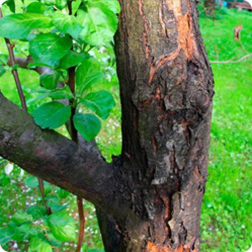 Какие плодовые кустарники наиболее устойчивы к болезням и вредителям. ОСНОВНЫЕ ДОСТОИНСТВА НАШИХ ЛУЧШИХ СОРТОВ ЯБЛОНИ