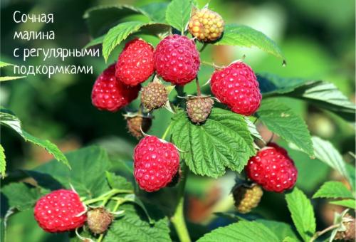 Какие плодовые кустарники наиболее хорошо хранятся после сбора