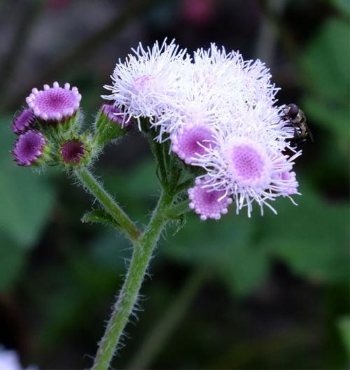 Агератум описание. Неприхотливый цветок для каждого сада