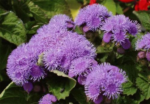Агератум описание. Неприхотливый цветок для каждого сада
