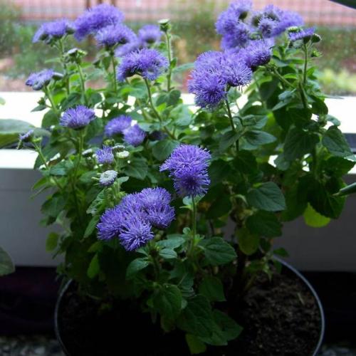 Агератум описание. Неприхотливый цветок для каждого сада