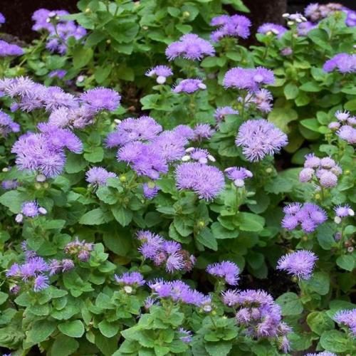Агератум описание. Неприхотливый цветок для каждого сада