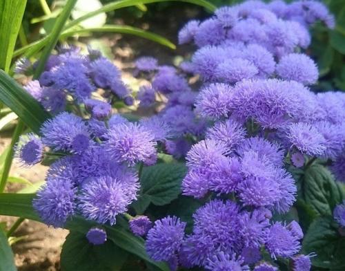 Агератум описание. Неприхотливый цветок для каждого сада