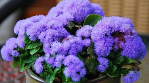 Как выглядят семена агератума. Тонкости выращивания агератума