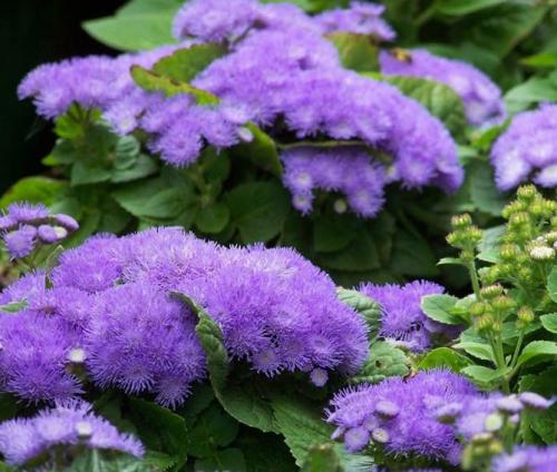 Агератум описание. Неприхотливый цветок для каждого сада