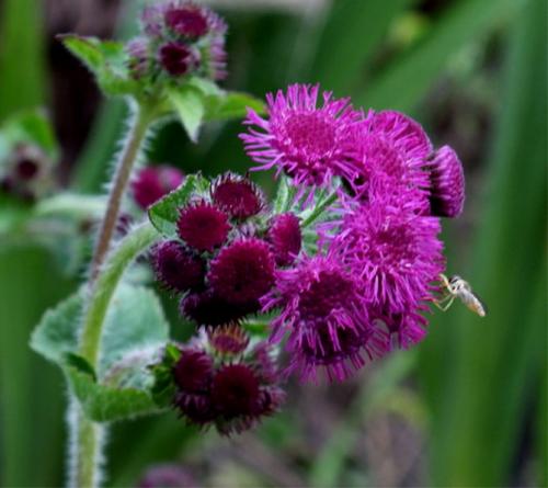 Агератум описание. Неприхотливый цветок для каждого сада