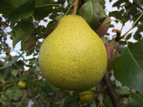 Лучшие сорта летней груши. Летние сорта груш