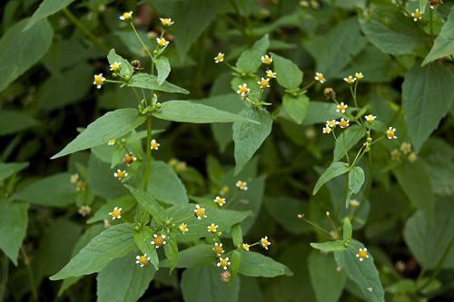 Сорняки злостные. 15 ТОП сорняков, которые часто растут на участке — рейтинг сорной травы