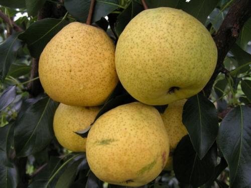 Все сорта груш по алфавиту. Сорта груш: раннего и позднего срока созревания, фото видов с описанием и названием, вкусовые качества, характеристики