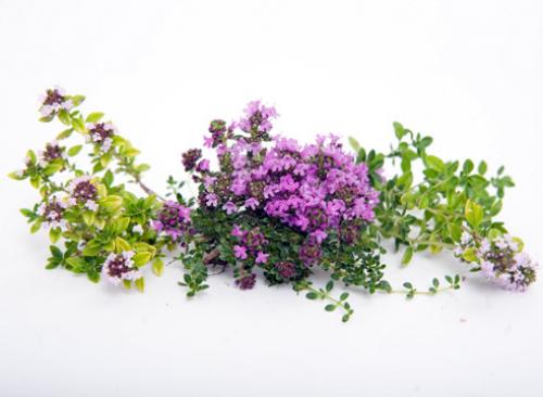 Зеленые и пряно-вкусовые травы на вашем участке. Холодоустойчивые 19