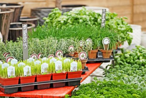 Зеленые и пряно-вкусовые травы на вашем участке. Холодоустойчивые 06