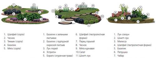 Зеленые и пряно-вкусовые травы на вашем участке. Холодоустойчивые 13