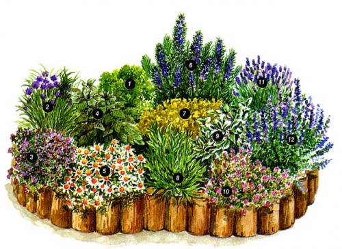 Зеленые и пряно-вкусовые травы на вашем участке. Холодоустойчивые 14