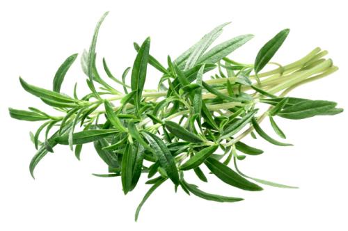 Редкие пряные травы. Наши любимые приправы. Как вырастить пряные травы на участке