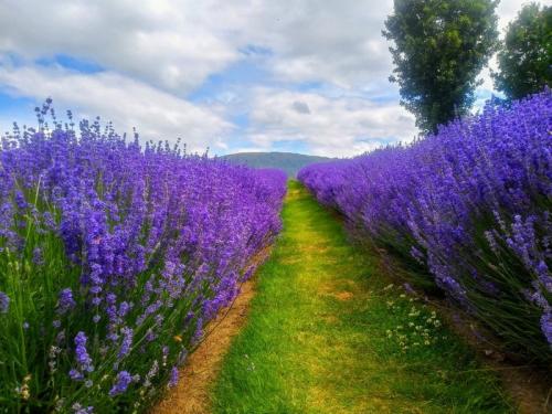 Зеленые и пряно-вкусовые травы на вашем участке. Холодоустойчивые
