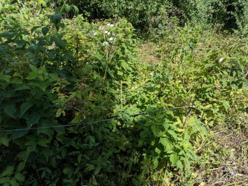 Какие плодовые культуры считаются самыми неприхотливыми. Арсенал ленивого огородника: 6 плодово-ягодных растений, которым не нужен уход и полив