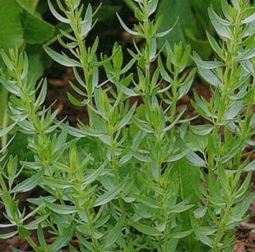 Справочник пряных трав. Небольшой огород из пряных трав