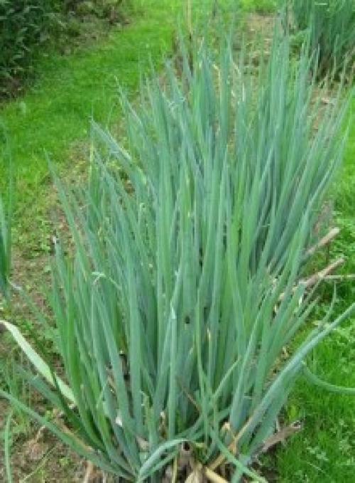 Справочник пряных трав. Небольшой огород из пряных трав