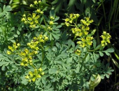 Справочник пряных трав. Небольшой огород из пряных трав