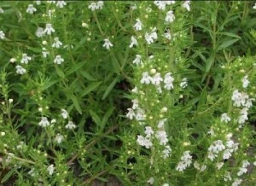 Справочник пряных трав. Небольшой огород из пряных трав