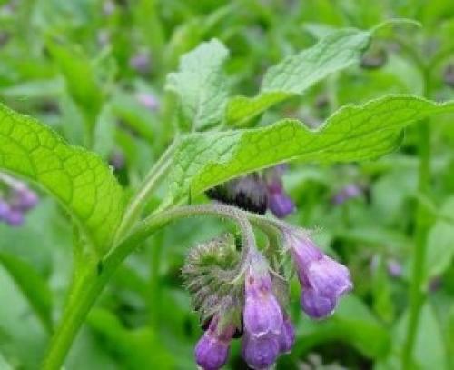 Справочник пряных трав. Небольшой огород из пряных трав