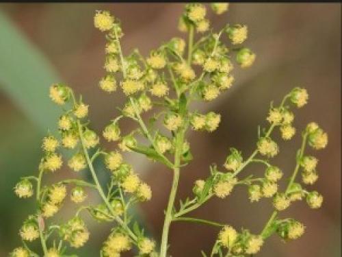 Справочник пряных трав. Небольшой огород из пряных трав