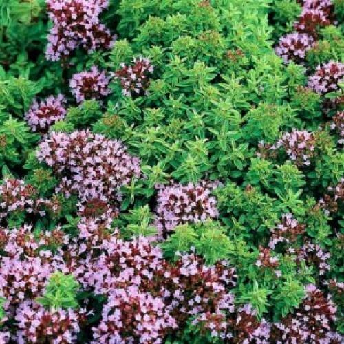 Справочник пряных трав. Небольшой огород из пряных трав